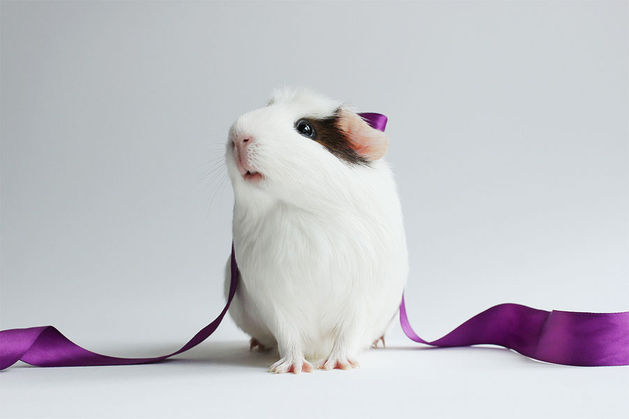 booboo-ruban-mauve