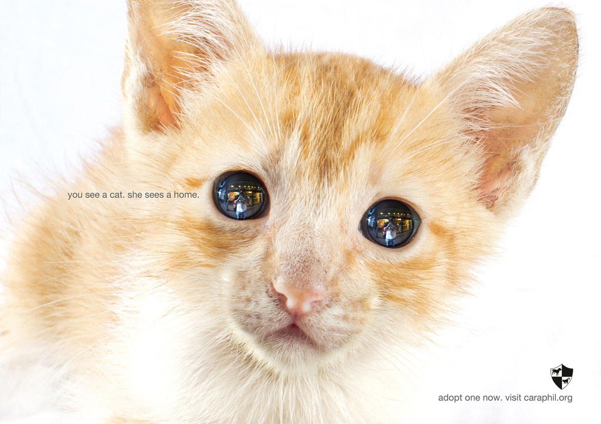 cat-eye