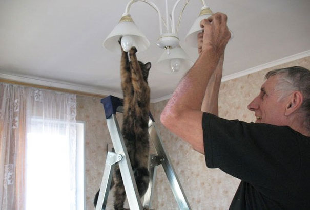 chat-ampoule