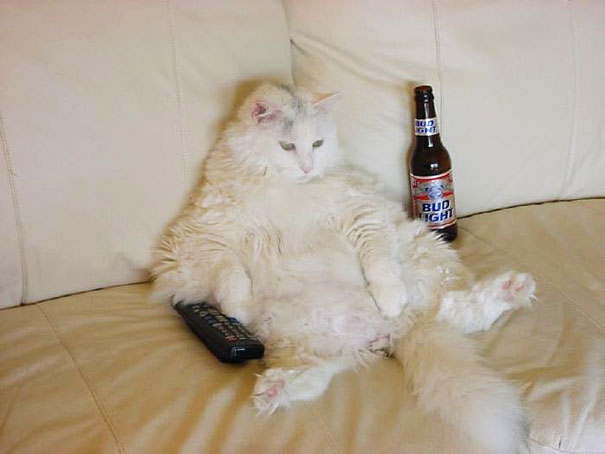 chat-biere-canape