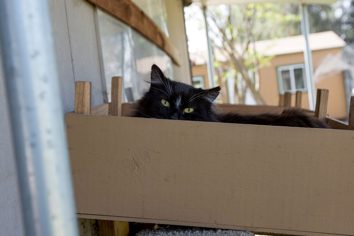 chat-cache