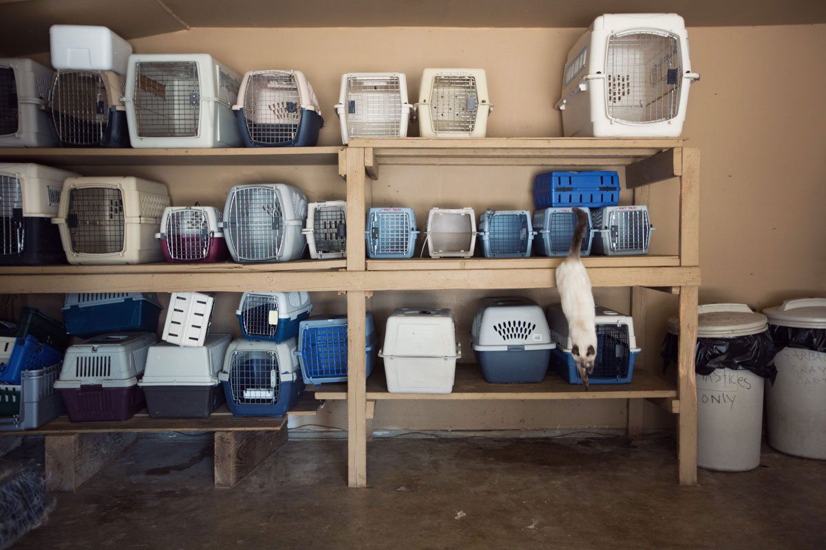 chat-cage