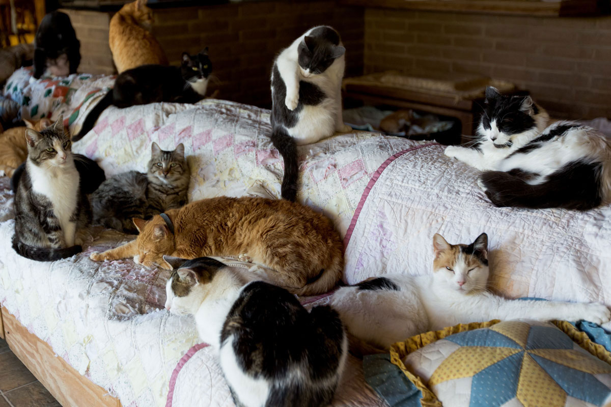 chat-capane-couverture