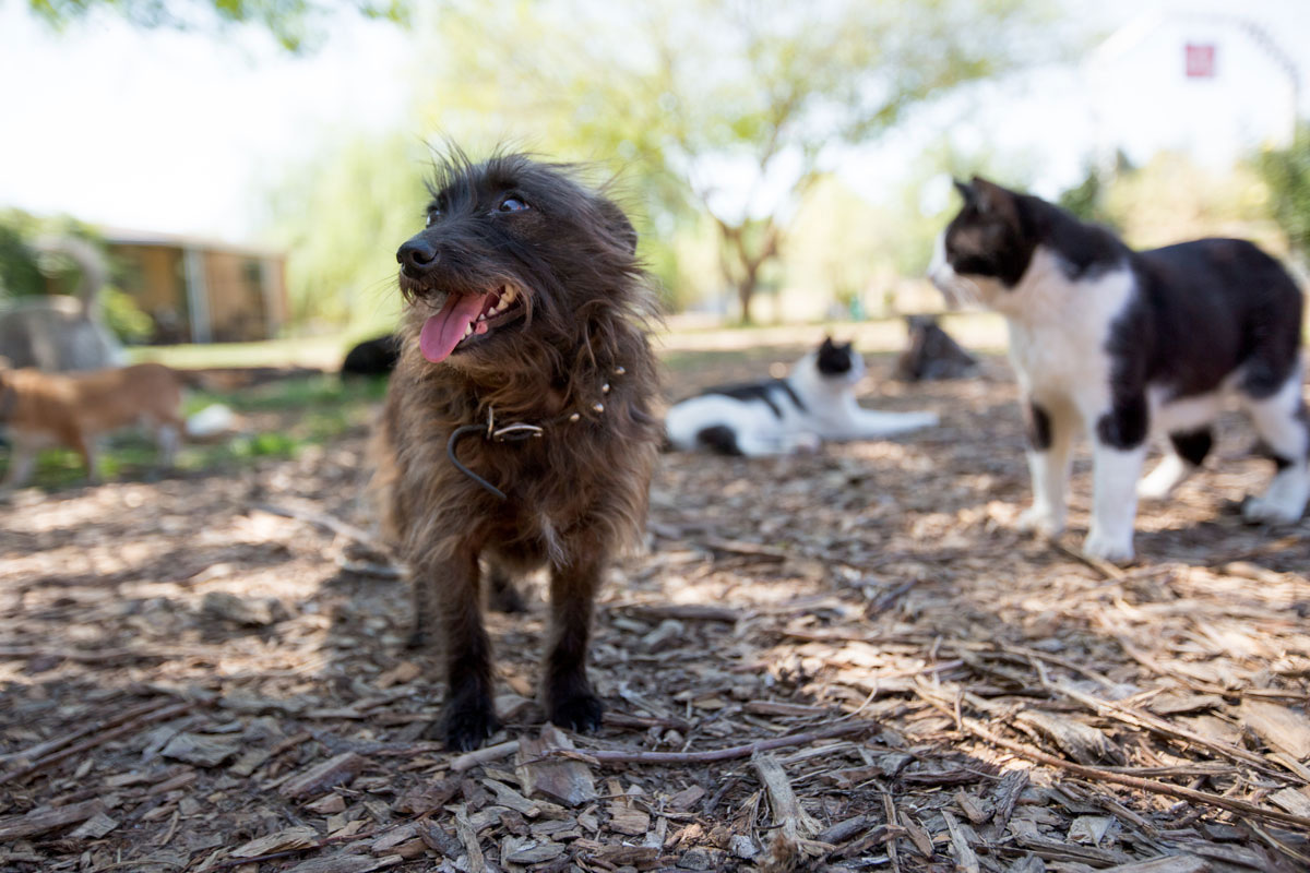 chat-chien