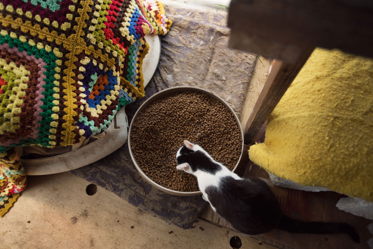 chat-croquette