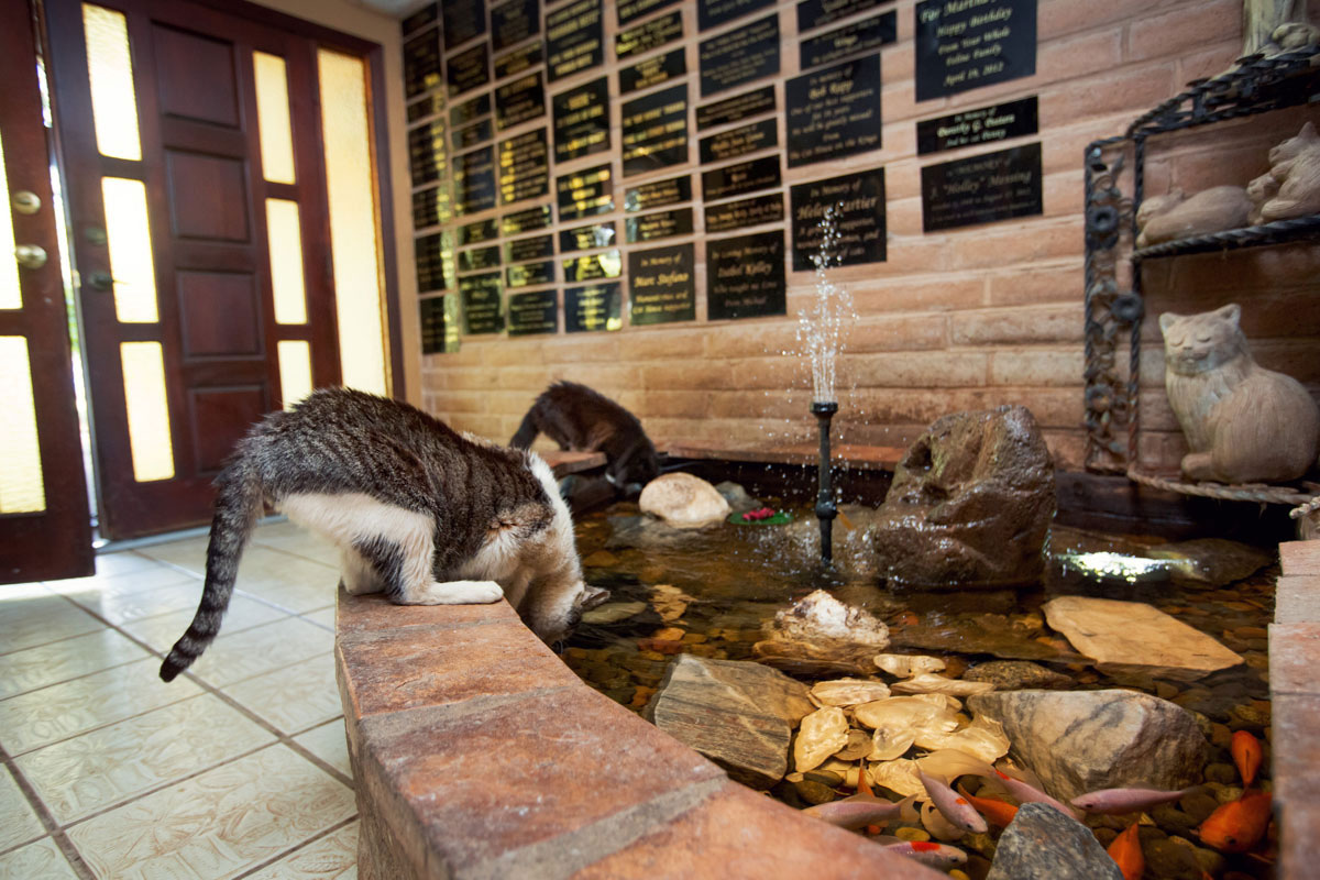 chat-fontaine