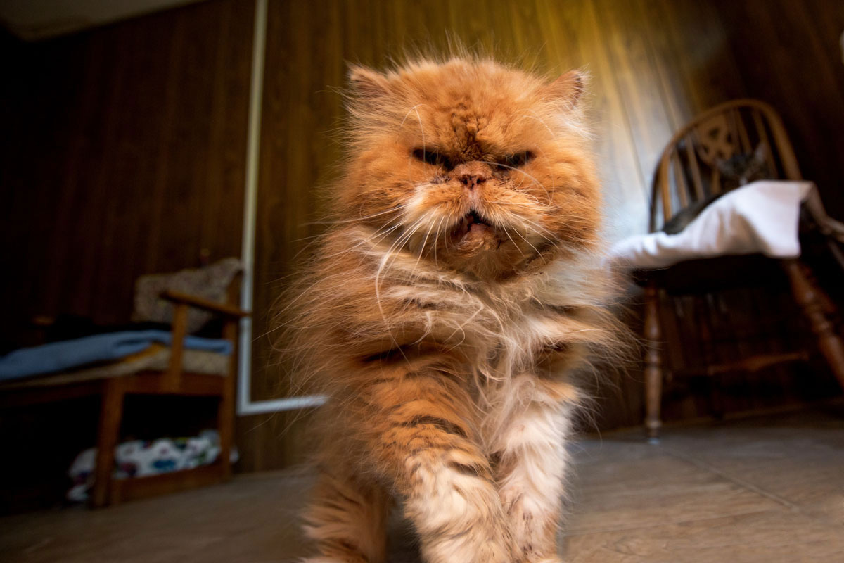 chat-gros