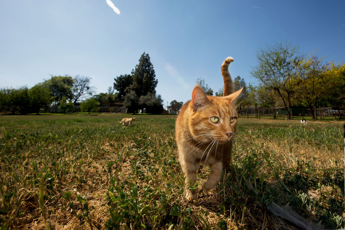 chat-herbe-soleil