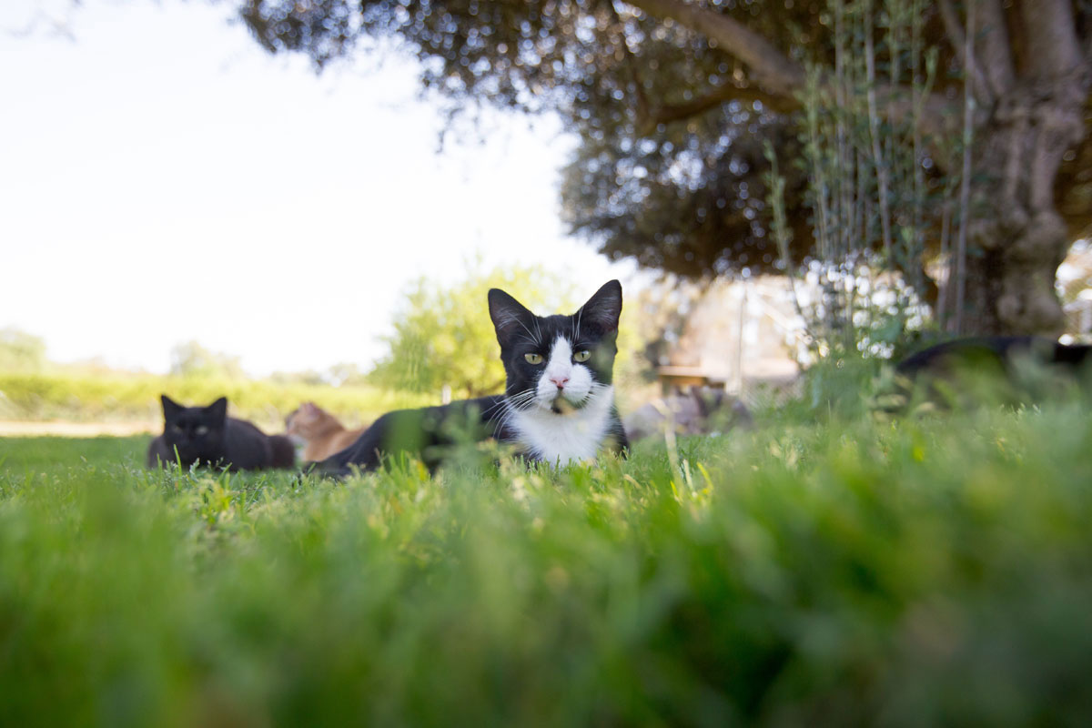 chat-herbe-sourire