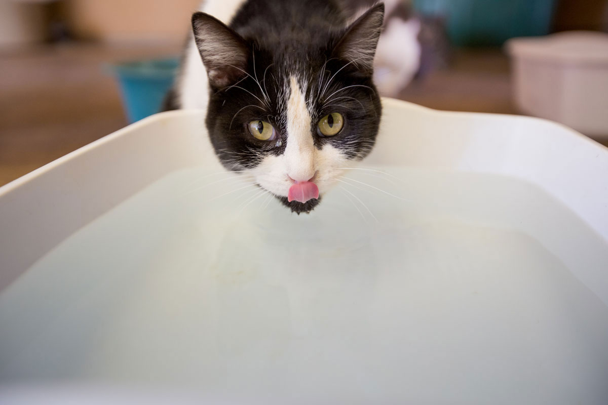 chat-langue-eau
