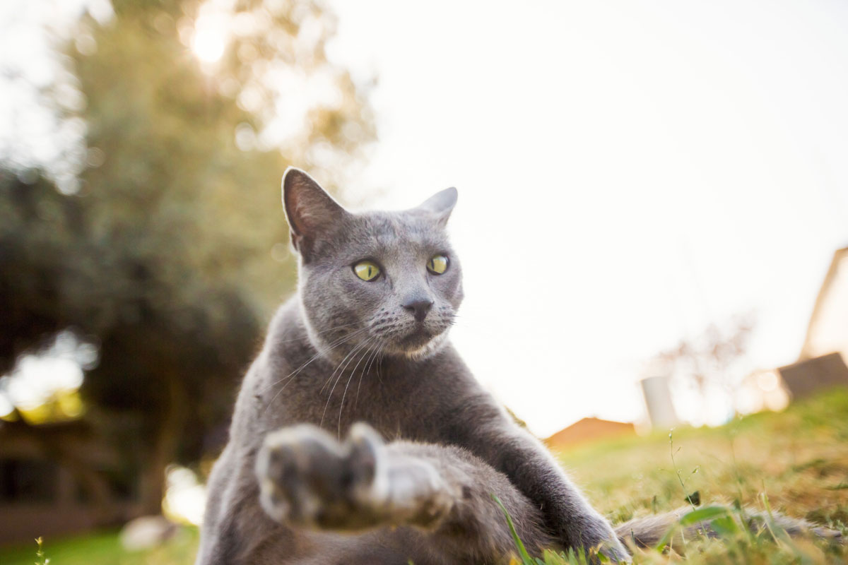 chat-loucher