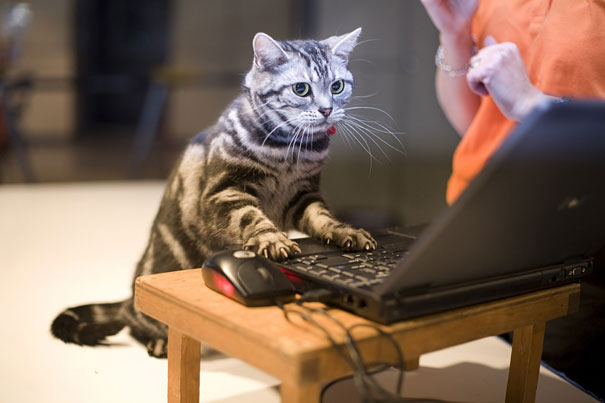 chat-ordinateur