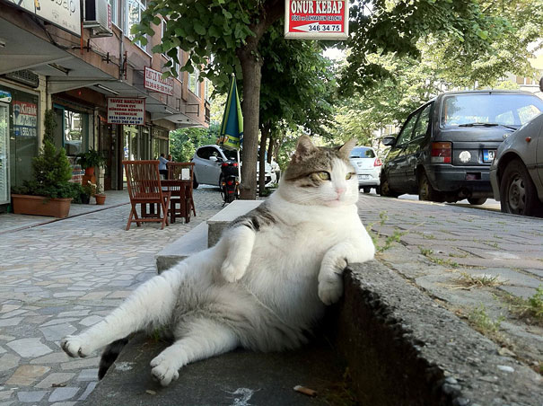 chat-rue
