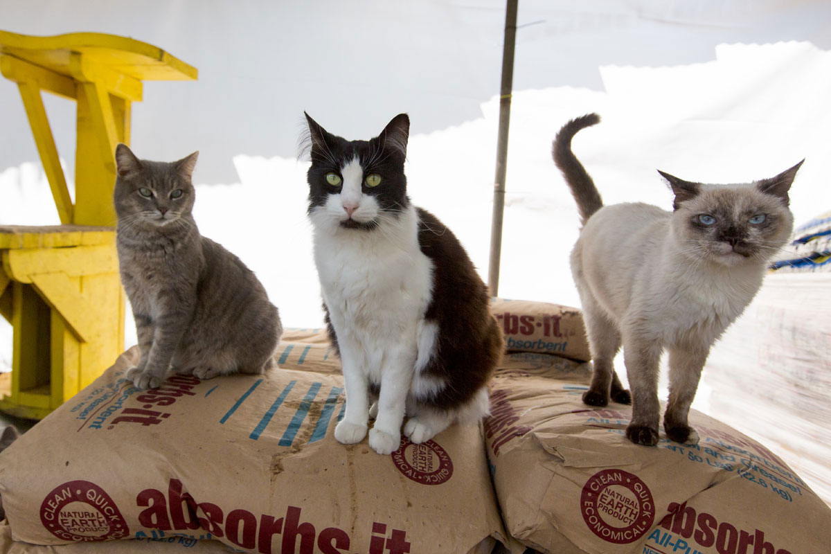 chat-sac