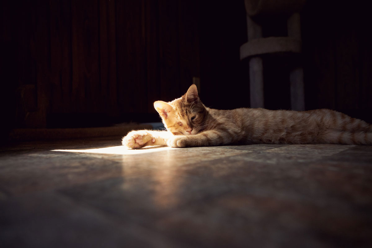chat-soleil