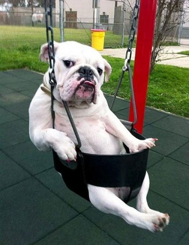 chien-balancoire