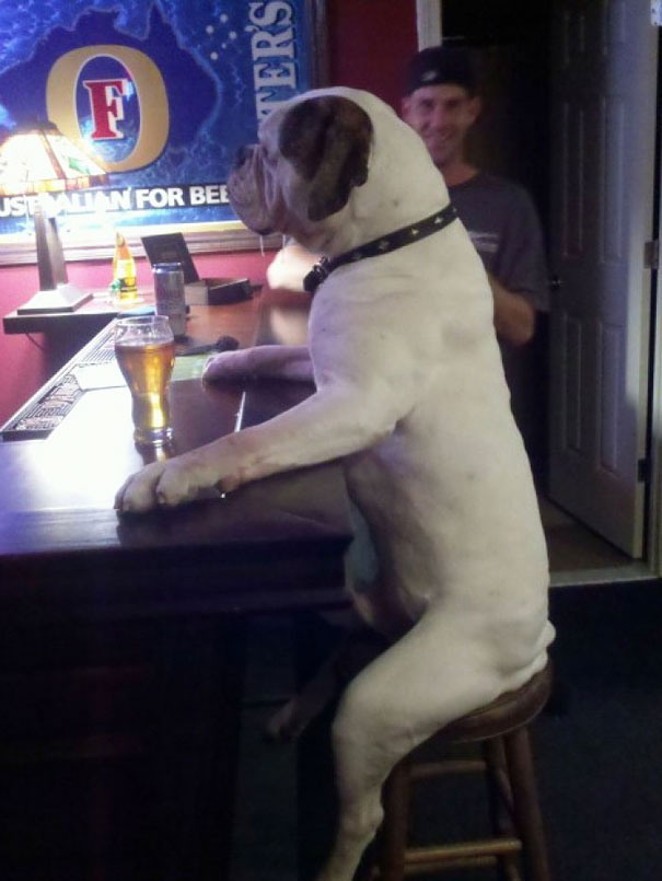 chien-bar