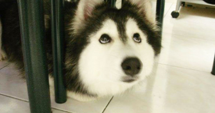 chien-husky-chat-comportement-etrange-drole-insolite-une