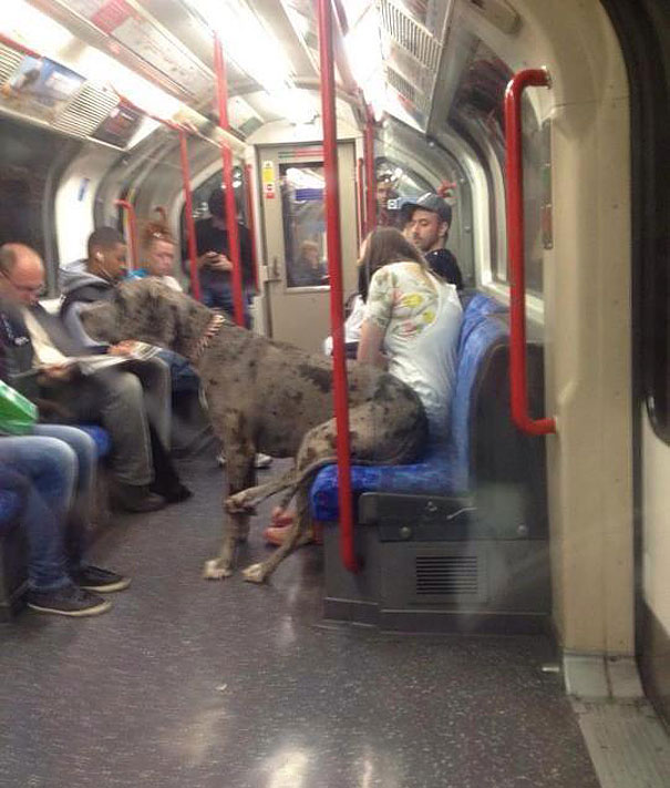 chien-metro