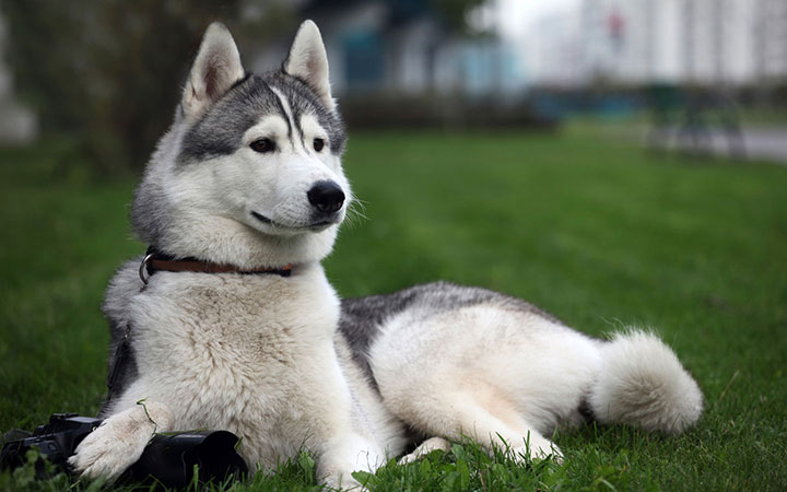 chien-prefere-pays-monde2