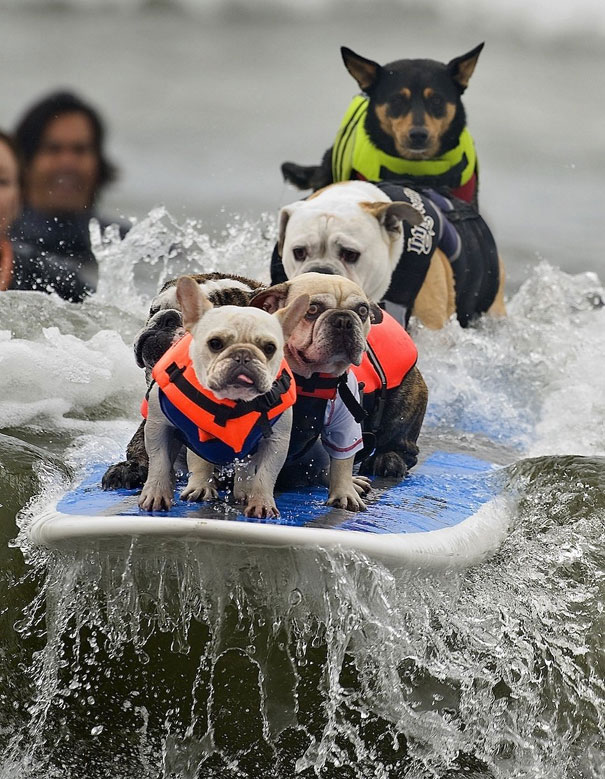 chien-surf