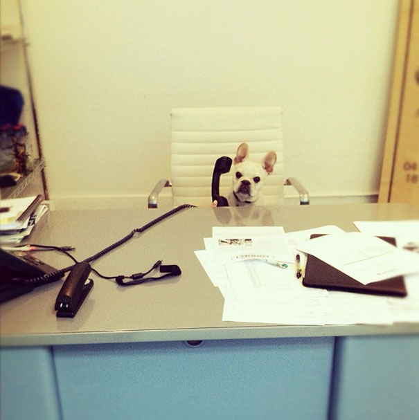 chien-telephone