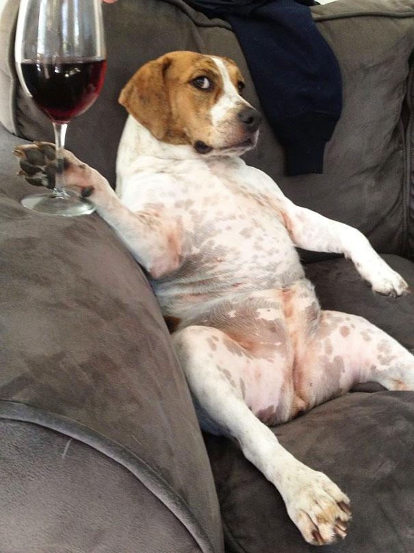 chien-verre-vin