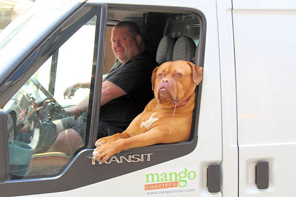 chien-voiture-conducteur