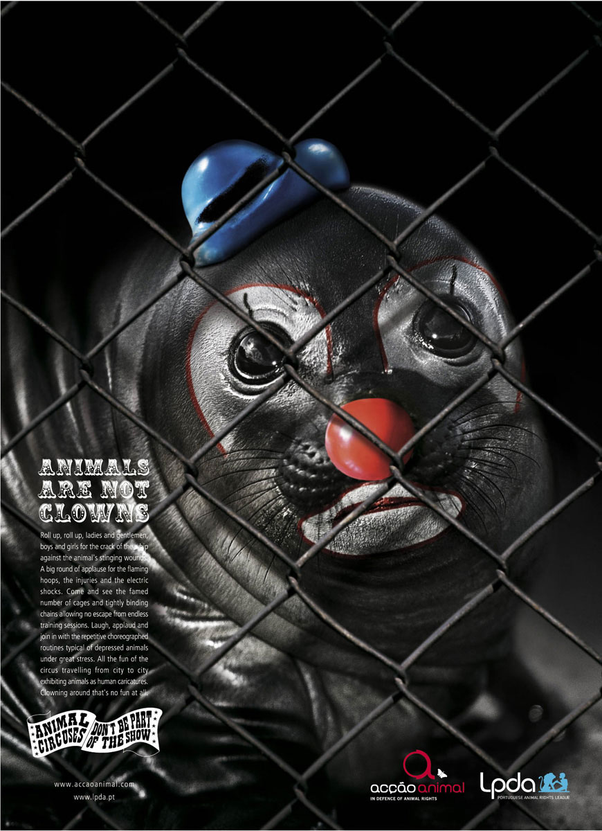 clown-otarie