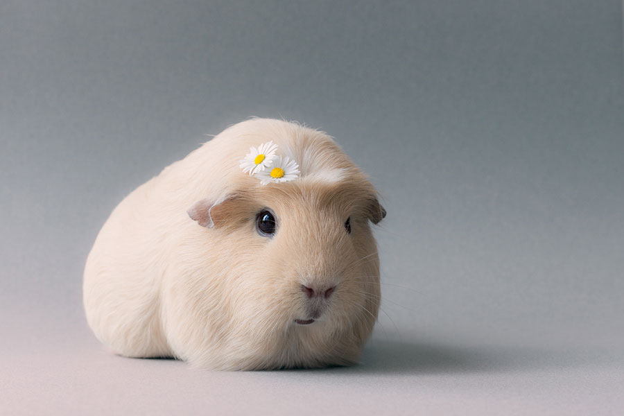daisy