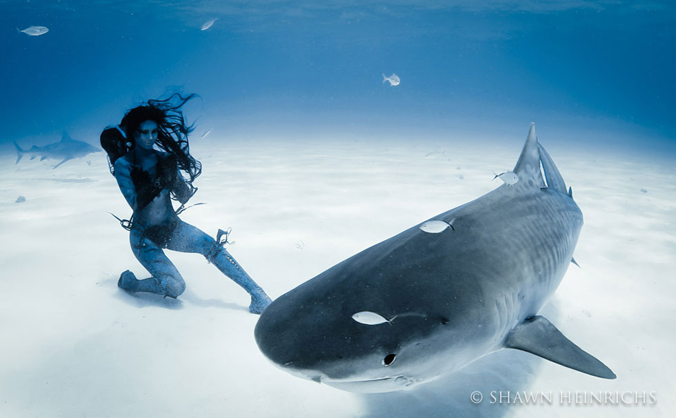 danse-avec-requins