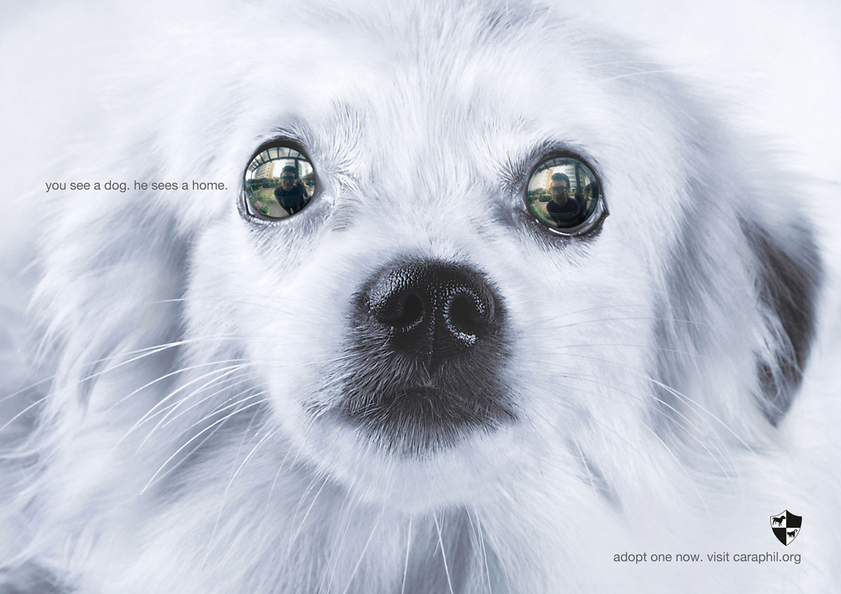 dog-eye