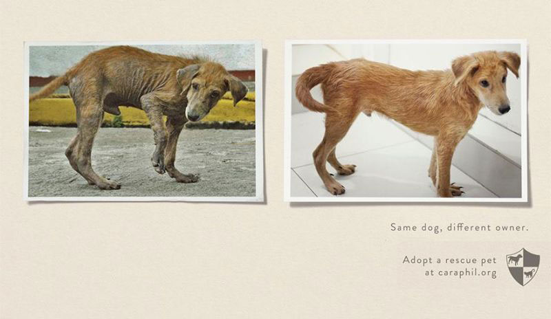 dog-shelter