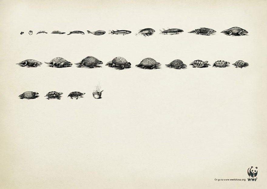 evolution-wwf
