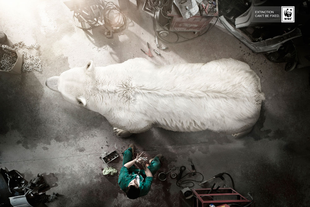 extinction-ours-blanc