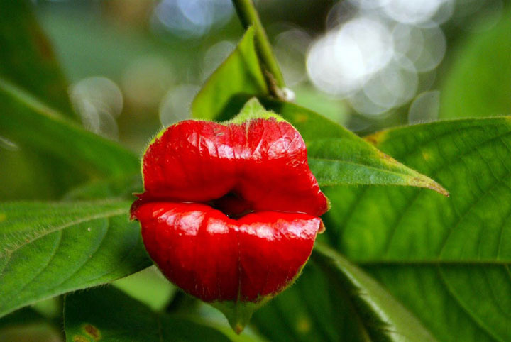fleur-ressemblance-animaux-humain-insolite-nature10