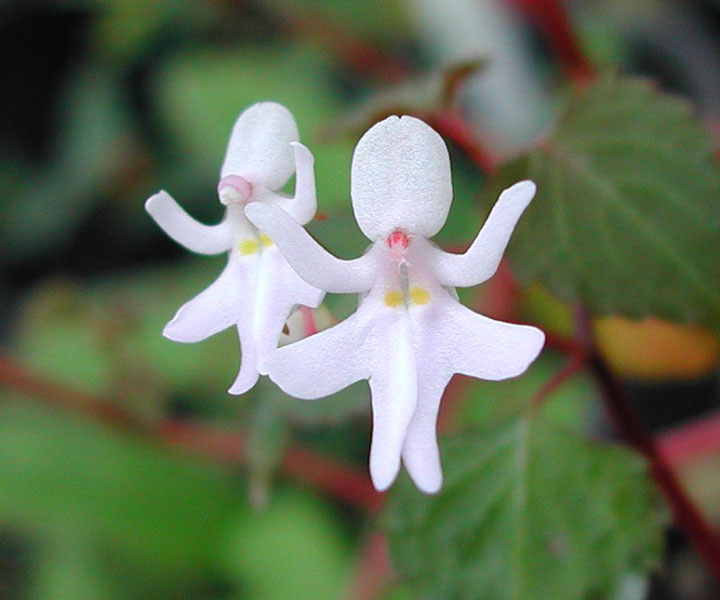 fleur-ressemblance-animaux-humain-insolite-nature11