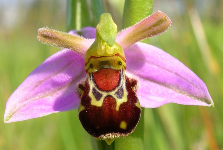 fleur-ressemblance-animaux-humain-insolite-nature12