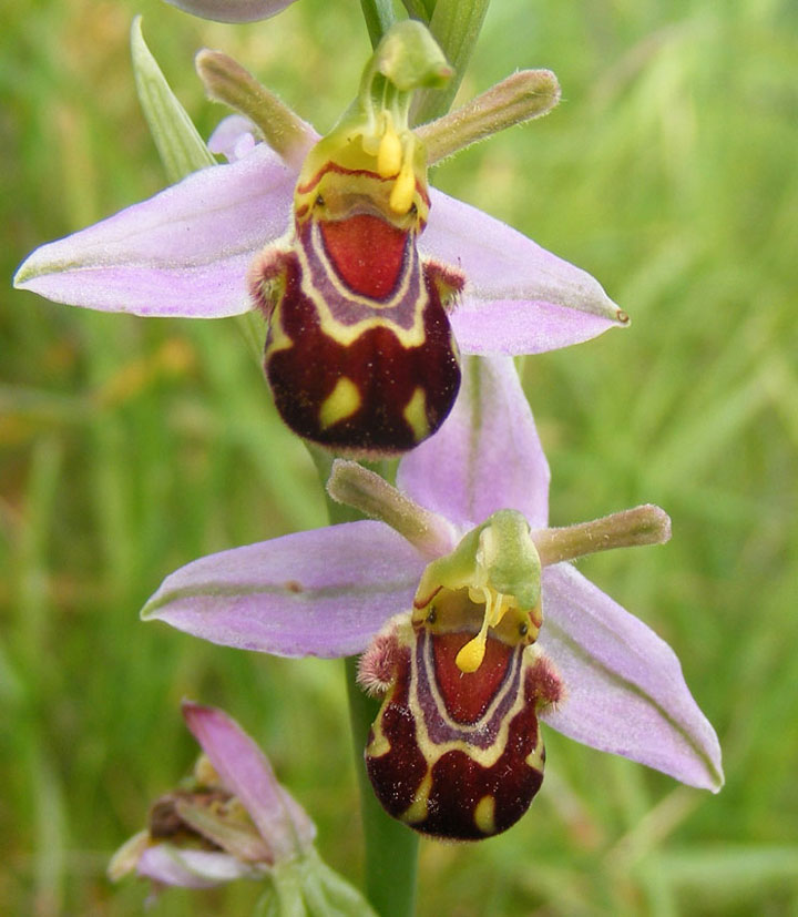 fleur-ressemblance-animaux-humain-insolite-nature13