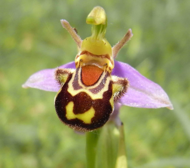 fleur-ressemblance-animaux-humain-insolite-nature14