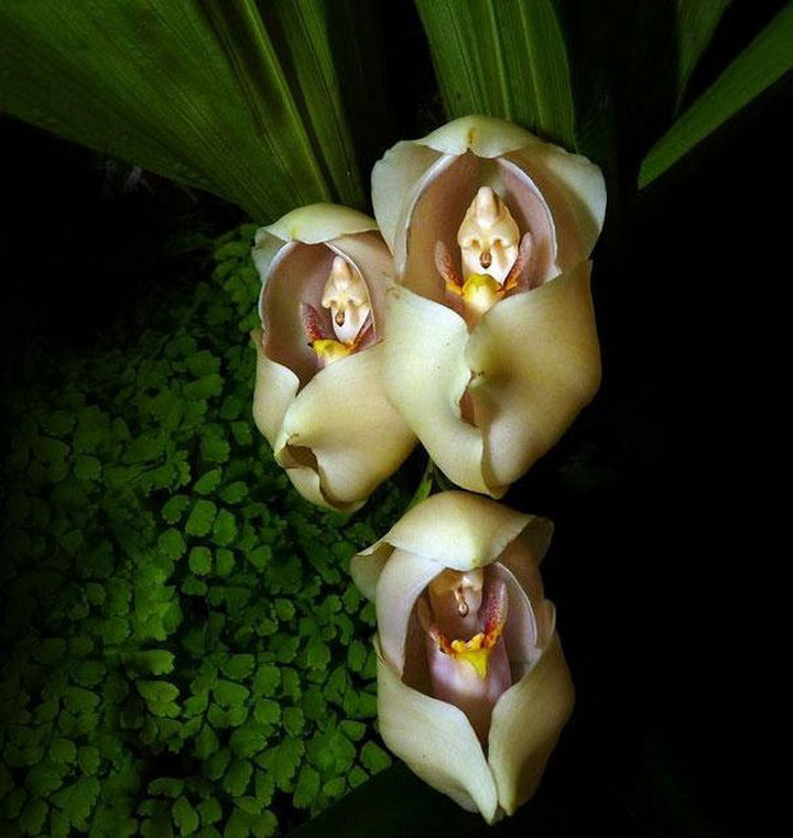 fleur-ressemblance-animaux-humain-insolite-nature15