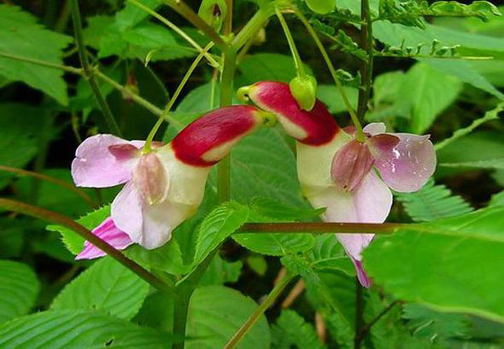 fleur-ressemblance-animaux-humain-insolite-nature17