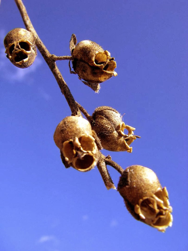 fleur-ressemblance-animaux-humain-insolite-nature19