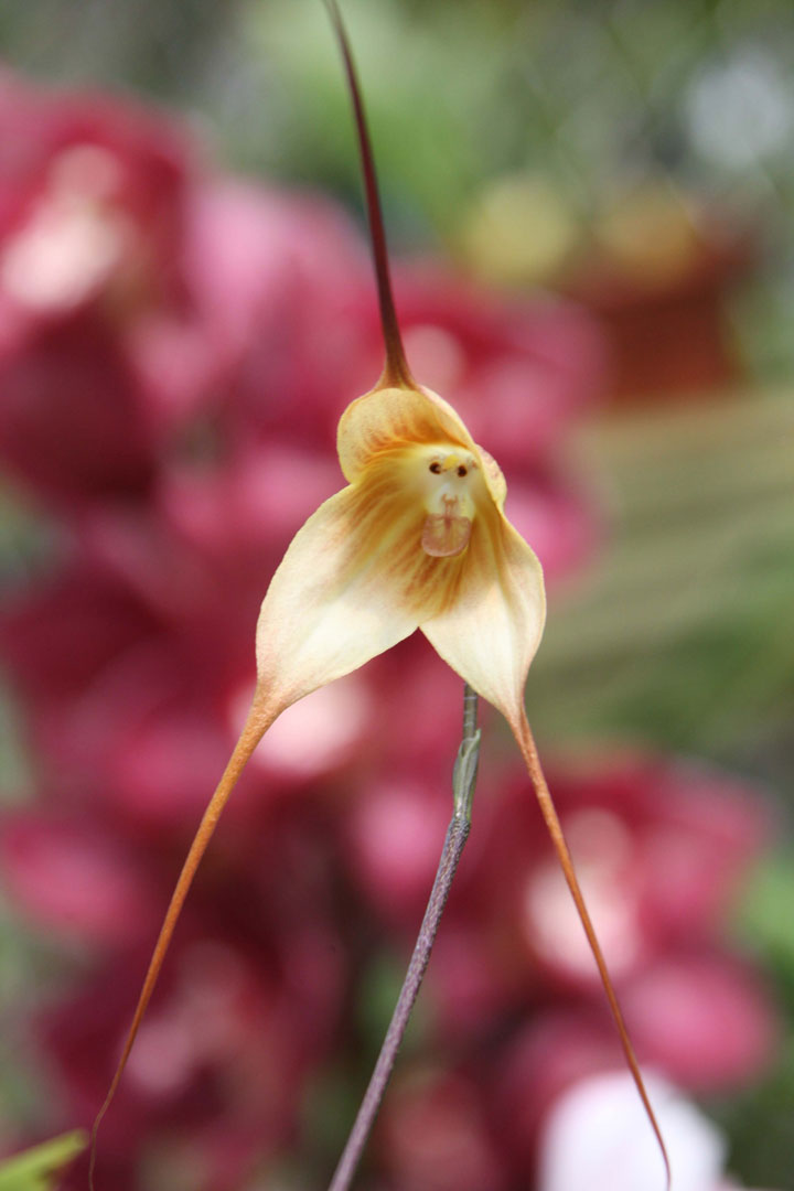 fleur-ressemblance-animaux-humain-insolite-nature1