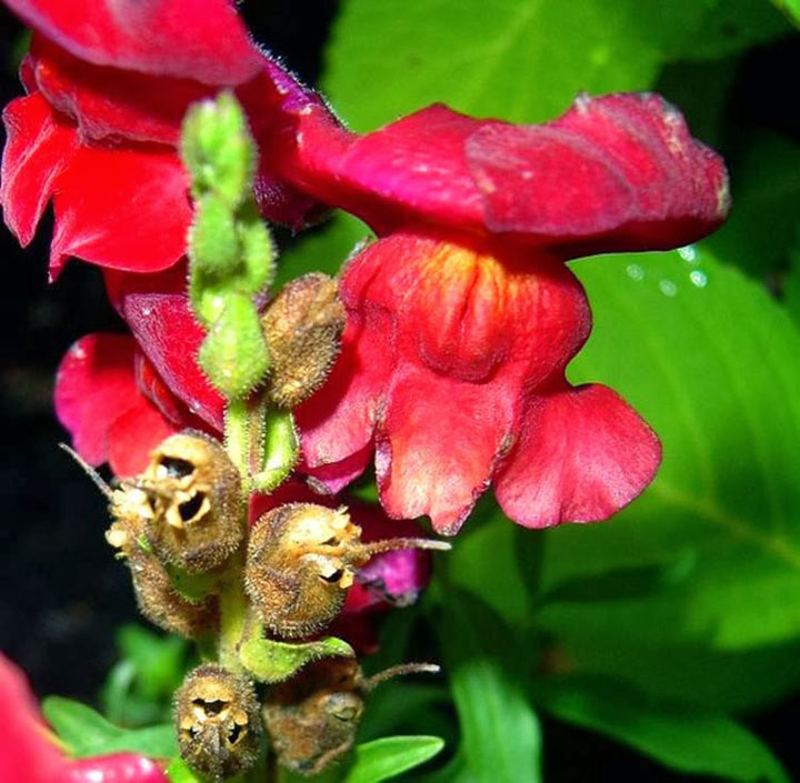 fleur-ressemblance-animaux-humain-insolite-nature20