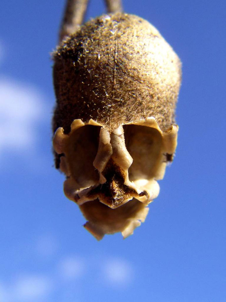 fleur-ressemblance-animaux-humain-insolite-nature21