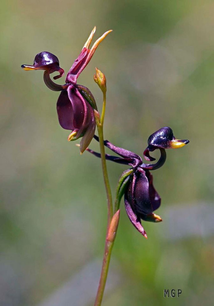 fleur-ressemblance-animaux-humain-insolite-nature22