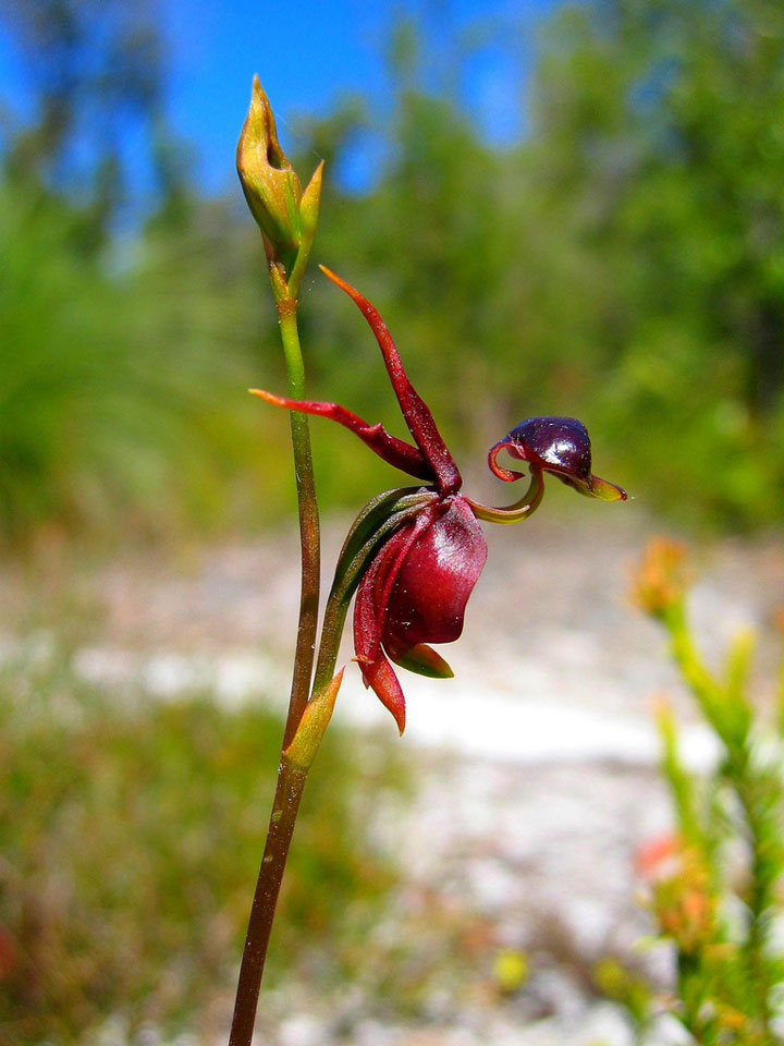 fleur-ressemblance-animaux-humain-insolite-nature23