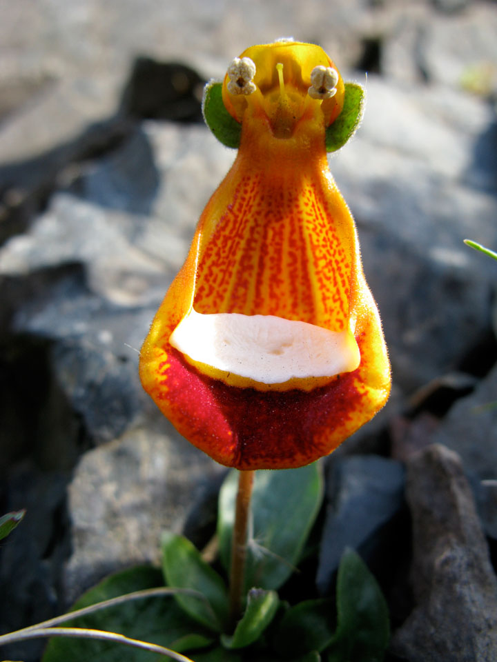 fleur-ressemblance-animaux-humain-insolite-nature25