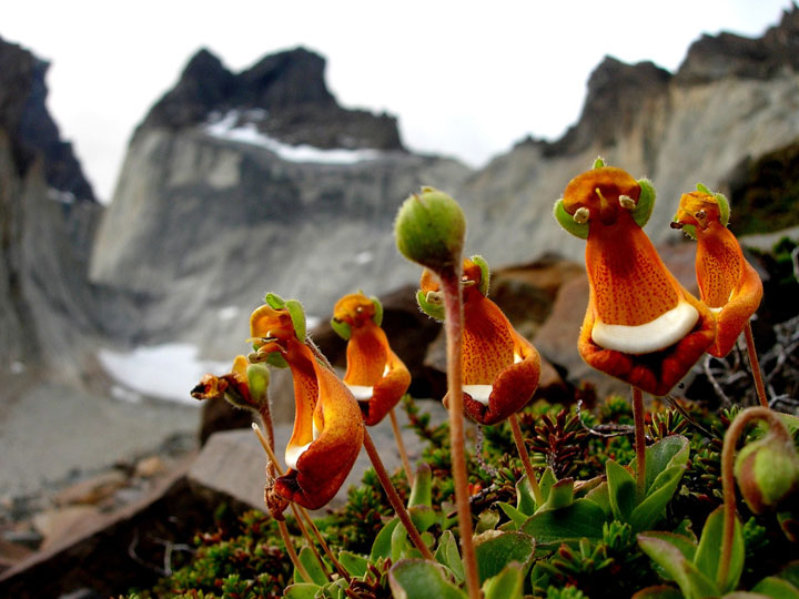 fleur-ressemblance-animaux-humain-insolite-nature26